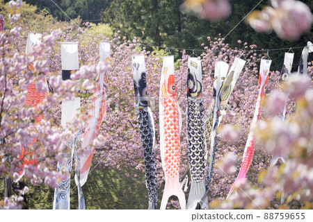 羽谷丹丹公園的八重櫻 羽谷丹丹公園的八重櫻 88759655