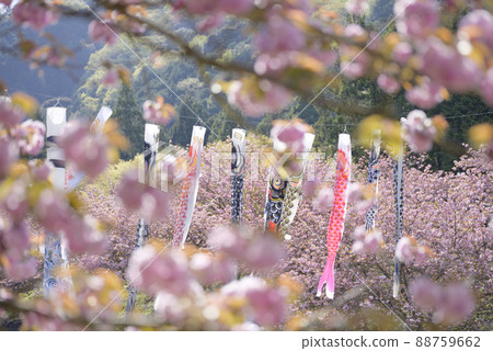 羽谷丹丹公園的八重櫻 羽谷丹丹公園的八重櫻 88759662