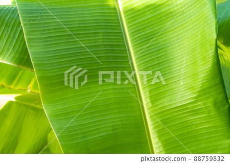 Close up cleary Banana leaf pattern with earmark and flaw at the rim of leaf for any graphic background. 88759832