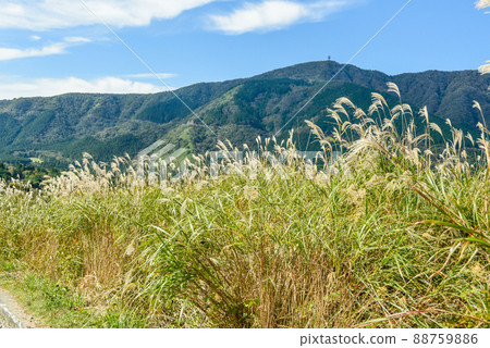 箱根仙石原薄木草原美景 88759886