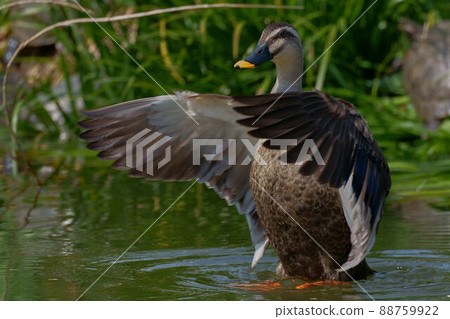 鴨 88759922
