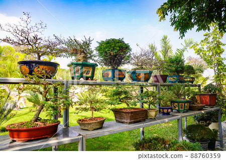 Bonzai tree on the wood table in the garden. Bonzai tree on the wood table in the garden. 88760359