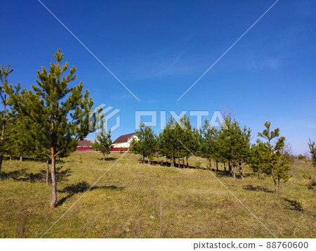 Spring landscape with young pine on meadow at solar day 88760600