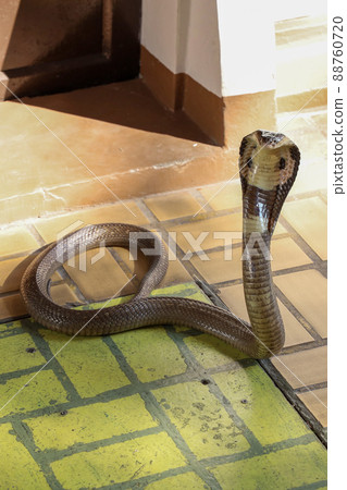 The Beautiful black Cobra snake on cement floor at thailand The Beautiful black Cobra snake on cement floor at thailand 88760720