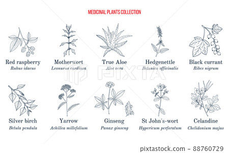Set of different medicinal plants - Stock Illustration [88760729] - PIXTA