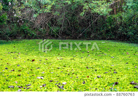 Duckweed and water plant cover the pond / pool. Duckweed and water plant cover the pond / pool. 88760763