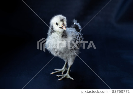 The young White Gray Appenzeller Chick is isolated standing on cloth of blue colour dark background. The young White Gray Appenzeller Chick is isolated standing on cloth of blue colour dark background. 88760771