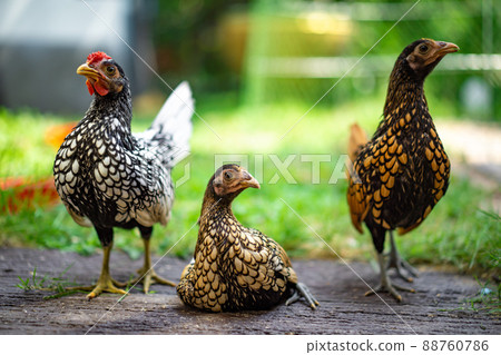 Three Sebright Chicken smart post on a wooden floor in the outdoor backyard home garden Three Sebright Chicken smart post on a wooden floor in the outdoor backyard home garden 88760786