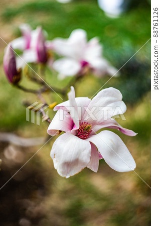 Blooming magnolia tree in spring on pastel bokeh 88761126