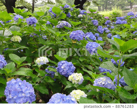 Hydrangea 88761283