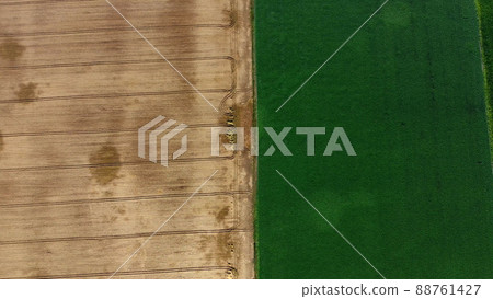 Aerial drone view border between yellow wheat field and green agricultural field 88761427