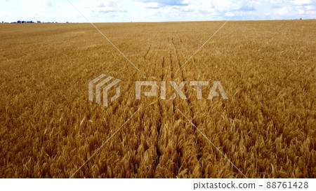 Landscape Wheat field. Aerial drone view. Wheat ears close up on sunny day. 88761428