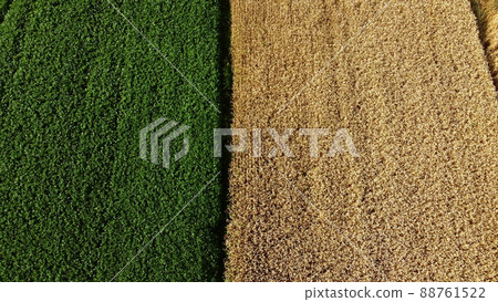 Aerial drone view border between yellow wheat field and green agricultural field 88761522