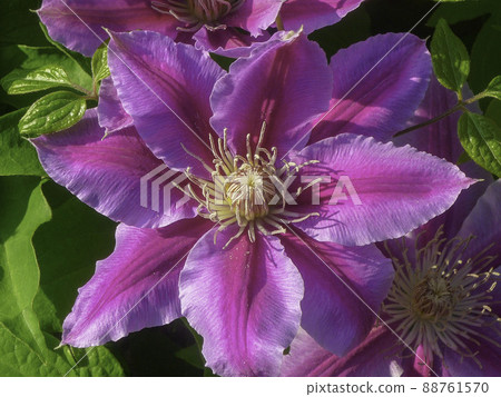 Tessen flowers with a distinctive pink color Tessen flowers with a distinctive pink color 88761570