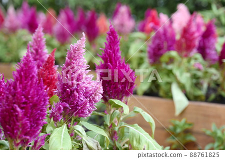 pink Chinese Wool Flower / Cockcomb in the garden field., Thailand. 88761825