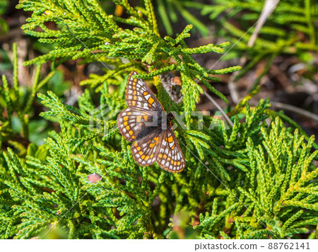 Small Pearl-bordered Fritillary butterfly (euphydryas iduna) on green juniper, close up. Rare butterfly from Altai. Siberia, Russia Small Pearl-bordered Fritillary butterfly (euphydryas iduna) on green juniper, close up. Rare butterfly from Altai. Siberia, Russia 88762141