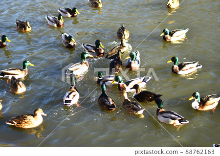 A flock of ducks is looking for food in the lake. 88762163