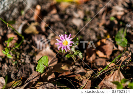Violet flower growing on the ground around fallen leaves 88762534