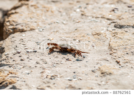crab on the sandy beach crab on the sandy beach 88762561