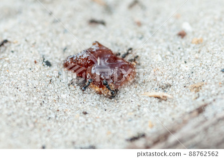 Ants eating jam on the yellow sand 88762562