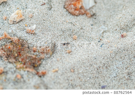 an ant running through the sand 88762564