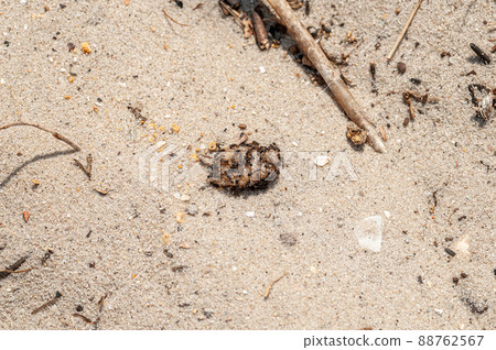 Ants eating jam on the yellow sand Ants eating jam on the yellow sand 88762567