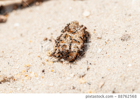 Ants eating jam on the yellow sand 88762568