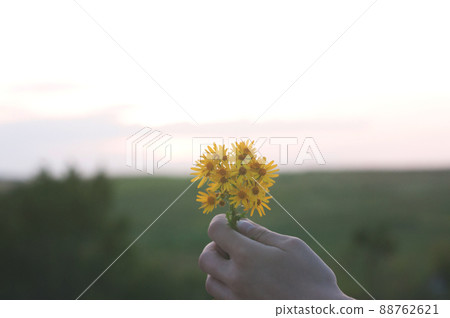 Hand holding yellow flowers on the landscape background Hand holding yellow flowers on the landscape background 88762621