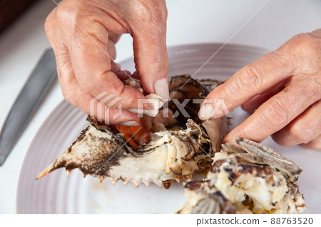 Close up of the process of breaking down a fresh crab to take out the flesh Close up of the process of breaking down a fresh crab to take out the flesh 88763520