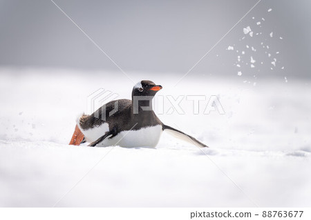 Gentoo penguin sliding through snow on belly Gentoo penguin sliding through snow on belly 88763677