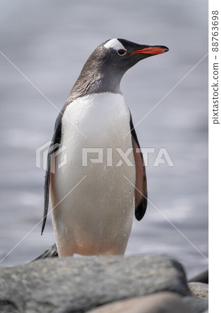 Gentoo penguin stands behind rock stretching neck 88763698