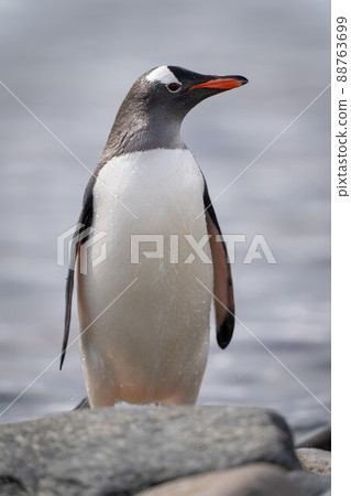 Gentoo penguin stands behind rock turning head Gentoo penguin stands behind rock turning head 88763699
