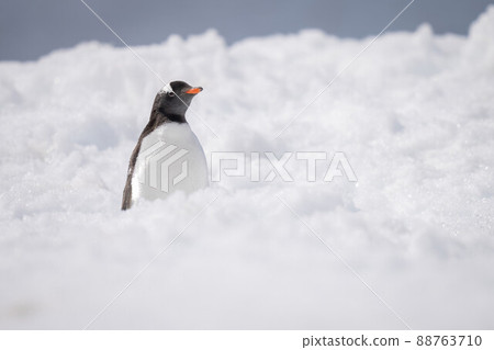 Gentoo penguin stands half-hidden by snow bank Gentoo penguin stands half-hidden by snow bank 88763710