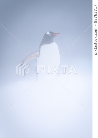 Gentoo penguin stands in blizzard spreading flippers 88763717