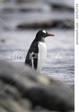 Gentoo penguin stands in shallows behind rock Gentoo penguin stands in shallows behind rock 88763724