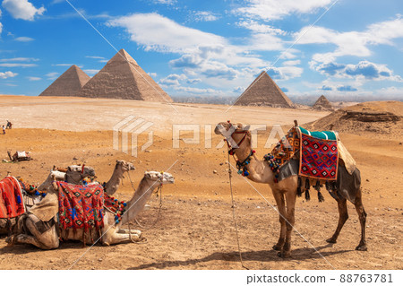 Camels on a halt near the three Pyramids of Giza 88763781