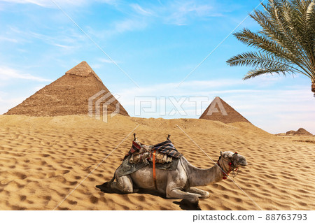 A camel near the Egyptian Pyramids, Giza 88763793