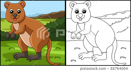 Quokka Animal Coloring Page Colored Illustration 88764004