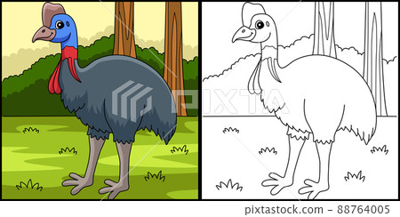 Cassowary Bird Animal Coloring Page Illustration Cassowary Bird Animal Coloring Page Illustration 88764005