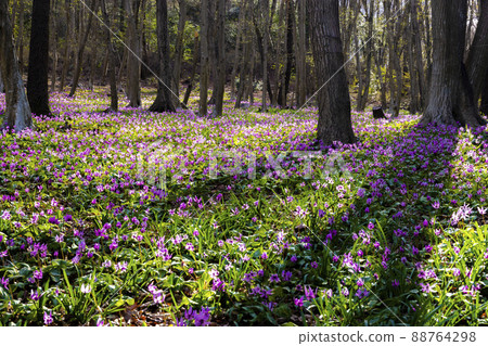Katakuri Garden Mikamoyama Park Katakuri Garden Mikamoyama Park 88764298