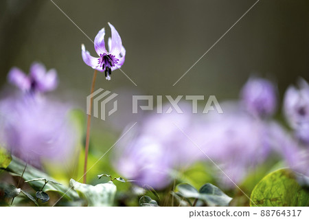 Katakuri Garden Mikamoyama Park 88764317