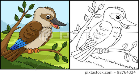 Kookaburra Animal Coloring Page Illustration Kookaburra Animal Coloring Page Illustration 88764324