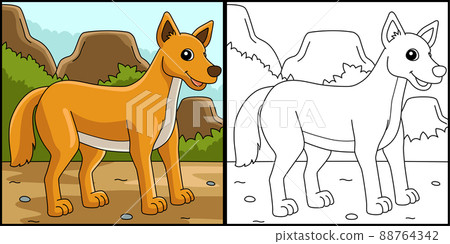 Dingo Animal Coloring Page Colored Illustration 88764342