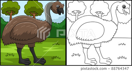 Emu Animal Coloring Page Colored Illustration 88764347