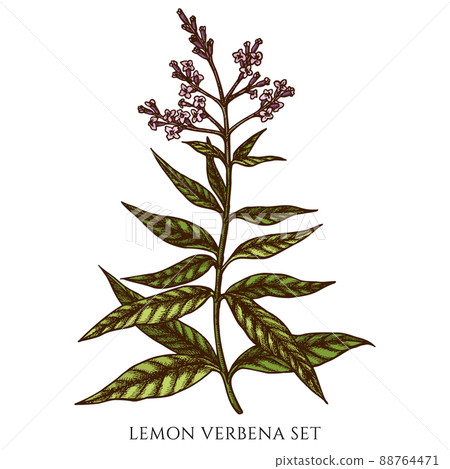 Tea herbs hand drawn vector illustrations collection. Colored lemon verbena. Tea herbs hand drawn vector illustrations collection. Colored lemon verbena. 88764471