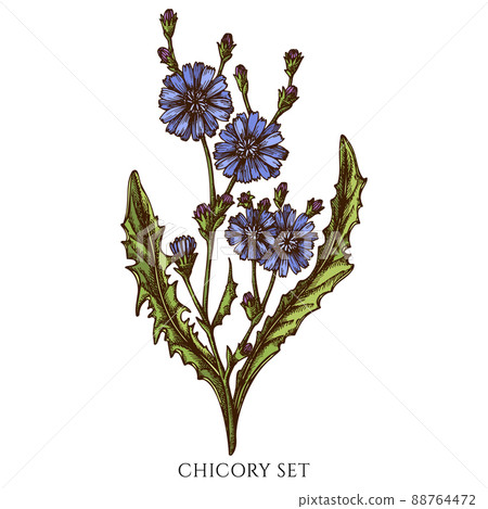 Tea herbs hand drawn vector illustrations collection. Colored chicory. 88764472