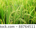 Close up of rice growing in a paddy field. Agriculture in China, Taiwan 88764511