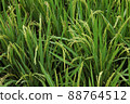 Close up of rice growing in a paddy field. Agriculture in China, Taiwan 88764512