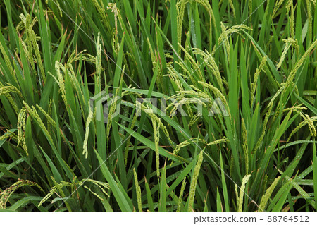 Close up of rice growing in a paddy field. Agriculture in China, Taiwan Close up of rice growing in a paddy field. Agriculture in China, Taiwan 88764512