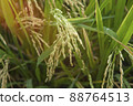 Close up of rice growing in a paddy field. Agriculture in China, Taiwan 88764513